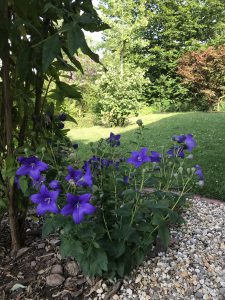 blaue Blumen am Meditationsplatz